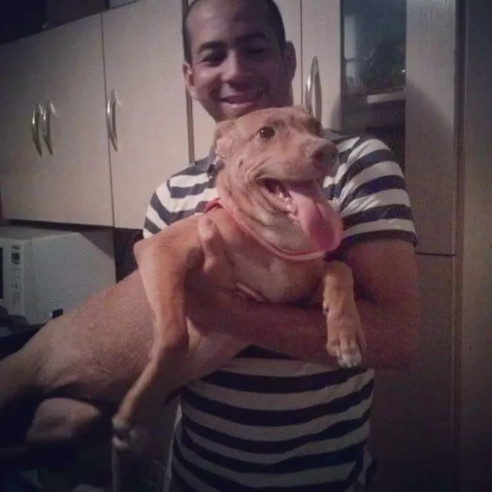 Cachorro raça Mista. Pitibull com Pastor idade 2 a 6 meses nome Kika