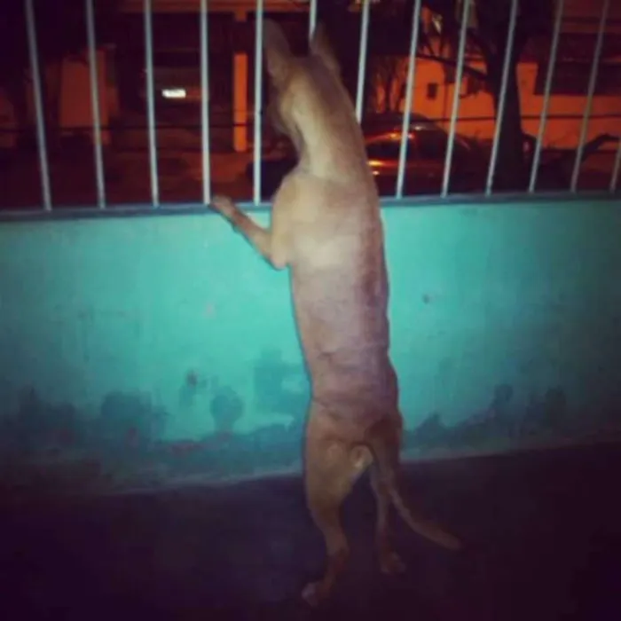 Cachorro raça Mista. Pitibull com Pastor idade 2 a 6 meses nome Kika