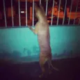 Kika