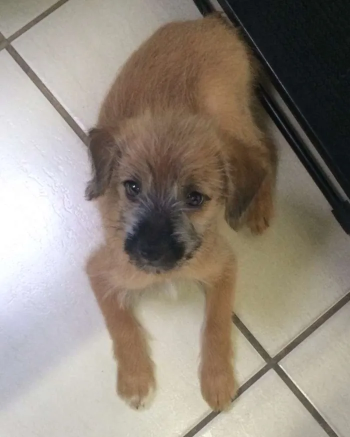 Cachorro ra a Vira lata idade 2 a 6 meses nome Sem nome