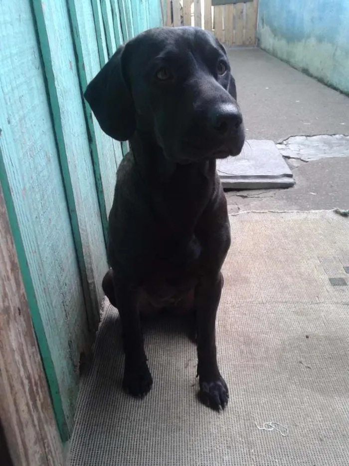 Cachorro ra a Poodle e SRD ( SHARPEI COM SRD) idade 1 ano nome Billy e Neguinha
