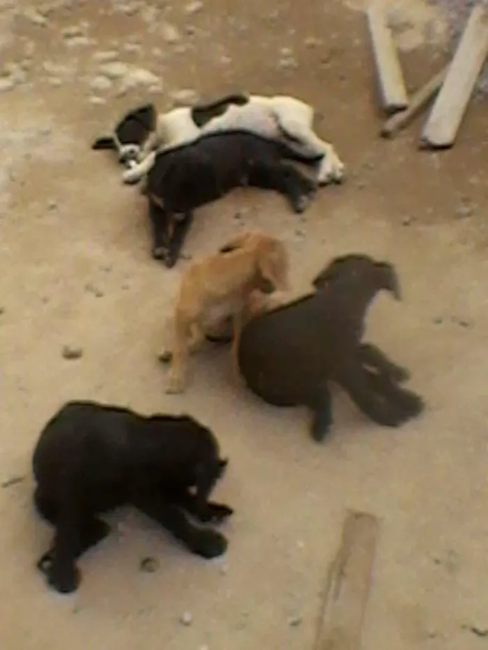 Cachorro raça mestiço idade 2 a 6 meses nome Sem Nome