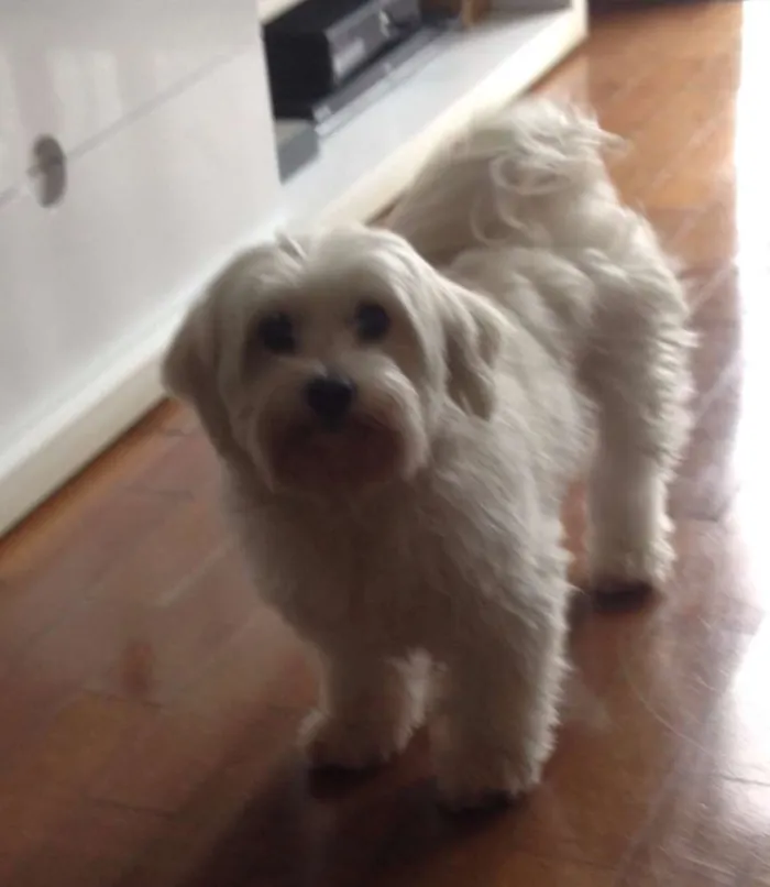 Cachorro ra a Maltês idade 4 anos nome Nick