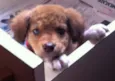 Scooby