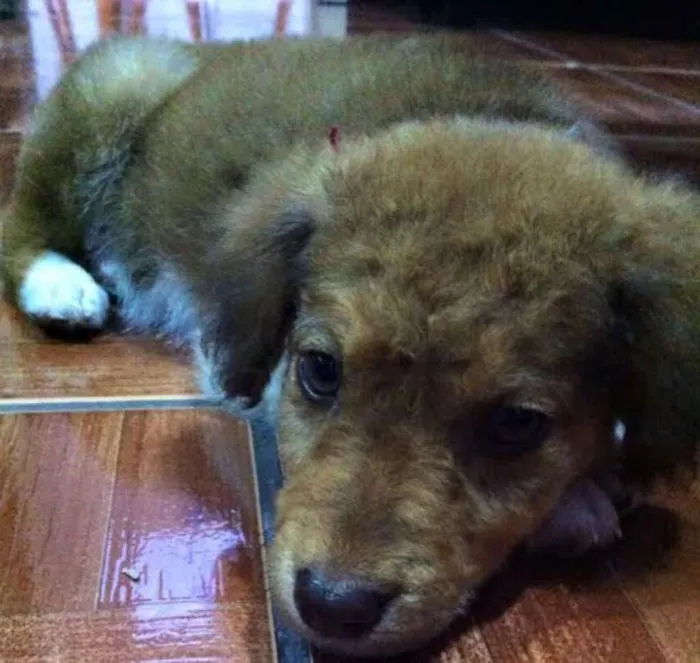 Cachorro ra a SRD idade 2 a 6 meses nome Scooby