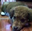 Scooby