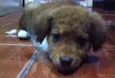 Scooby