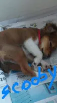 Scooby