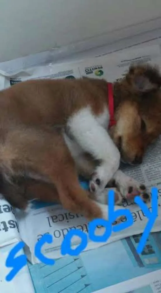 Cachorro ra a SRD idade 2 a 6 meses nome Scooby
