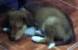 Scooby