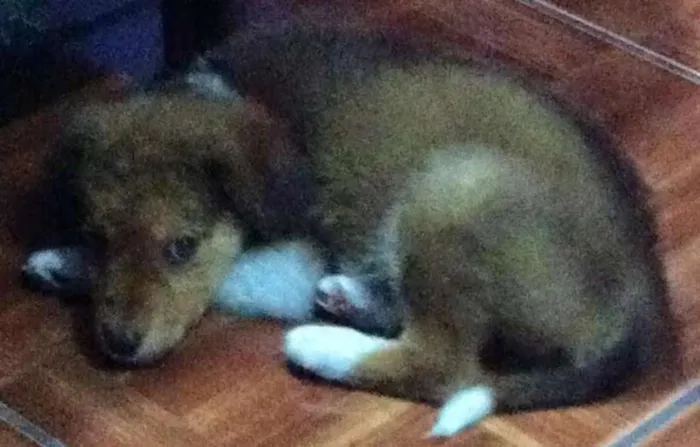 Cachorro ra a SRD idade 2 a 6 meses nome Scooby