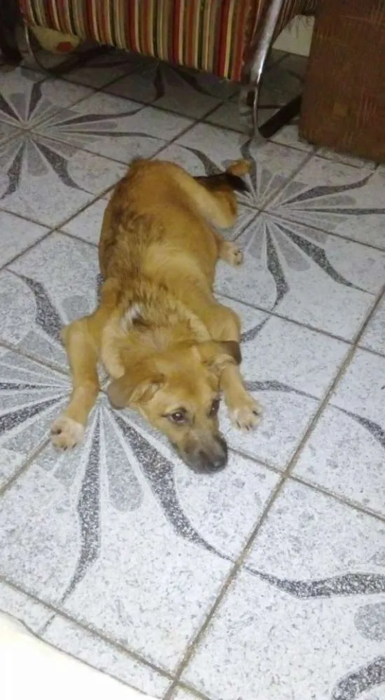 Cachorro ra a SRD idade 7 a 11 meses nome PEROLA