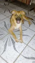 PEROLA