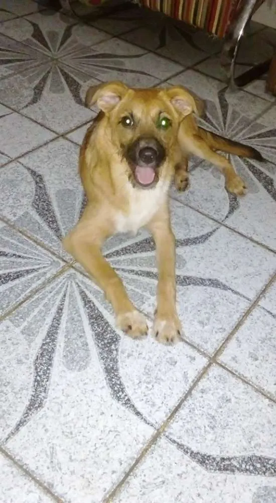 Cachorro ra a SRD idade 7 a 11 meses nome PEROLA