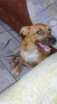 PEROLA
