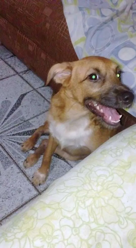 Cachorro ra a SRD idade 7 a 11 meses nome PEROLA