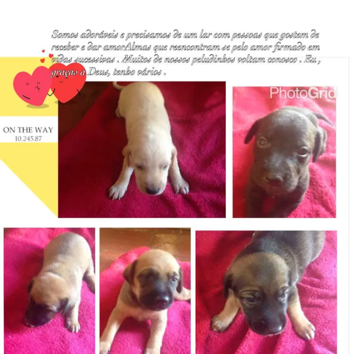 Cachorro ra a srd idade Abaixo de 2 meses nome Bebes