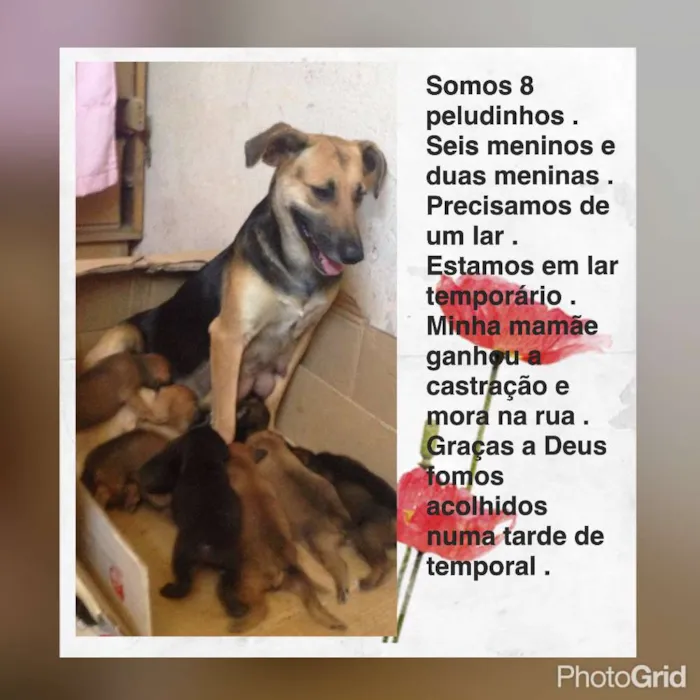 Cachorro ra a srd idade Abaixo de 2 meses nome Bebes
