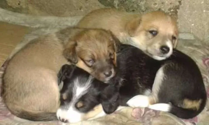 Cachorro ra a SRD idade Abaixo de 2 meses nome sem nome