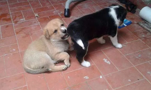 Cachorro ra a SRD idade Abaixo de 2 meses nome sem nome