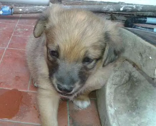 Cachorro ra a SRD idade Abaixo de 2 meses nome sem nome