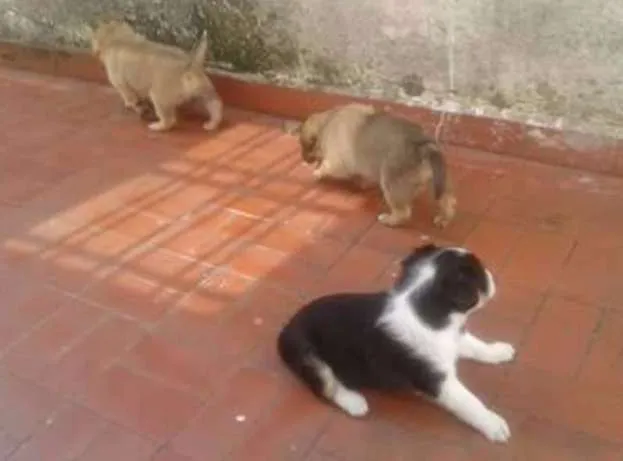 Cachorro ra a SRD idade Abaixo de 2 meses nome sem nome