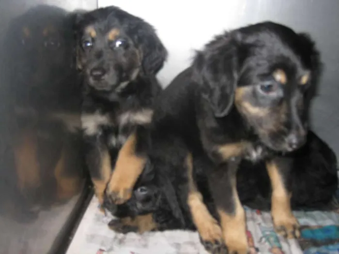 Cachorro ra a SRD idade Abaixo de 2 meses nome Filhotes