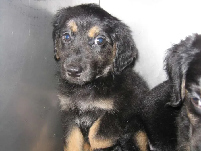 Cachorro ra a SRD idade Abaixo de 2 meses nome Filhotes