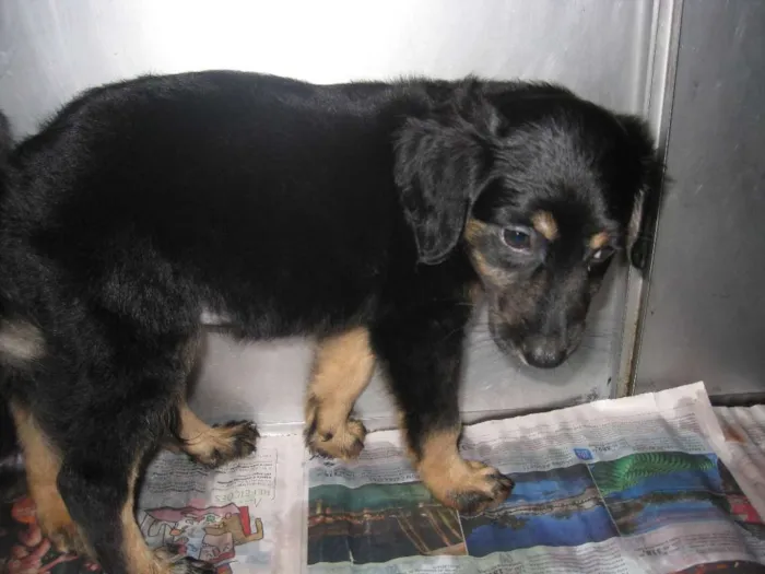 Cachorro ra a SRD idade Abaixo de 2 meses nome Filhotes