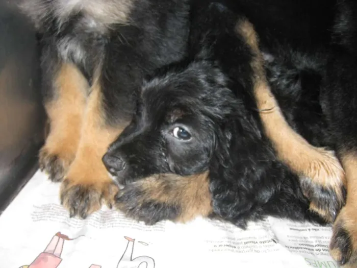 Cachorro ra a SRD idade Abaixo de 2 meses nome Filhotes