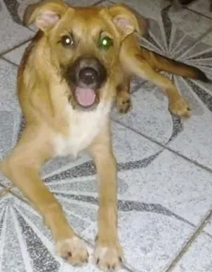 Cachorro raça SRD idade 7 a 11 meses nome PEROLA