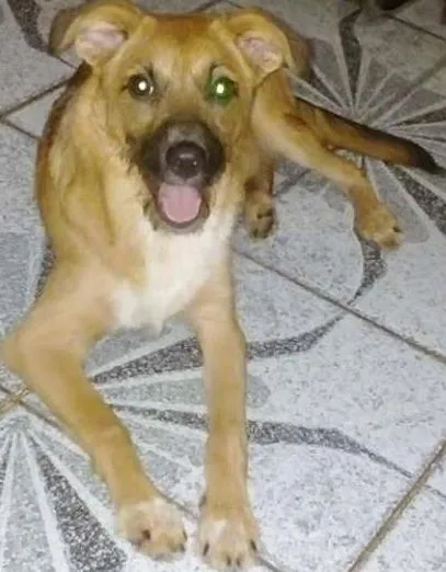 Cachorro ra a SRD idade 7 a 11 meses nome PEROLA