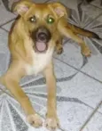 PEROLA
