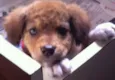 Scooby