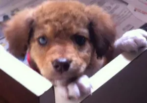 Cachorro raça SRD idade 2 a 6 meses nome Scooby
