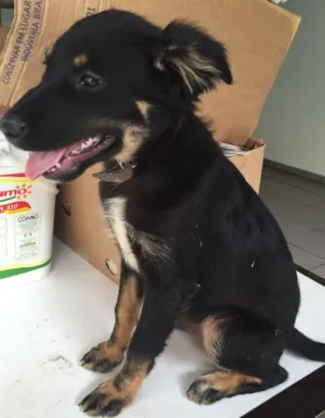 Cachorro raça SRD idade 2 a 6 meses nome Filhotes