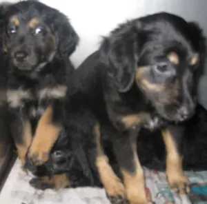 Cachorro raça SRD idade Abaixo de 2 meses nome Filhotes
