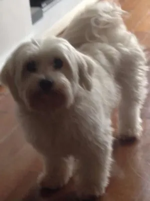 Cachorro raça Maltês idade 4 anos nome Nick