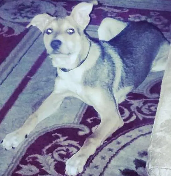 Cachorro ra a SRD idade 2 a 6 meses nome Jonny