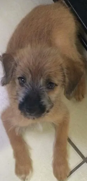 Cachorro raça Vira lata idade 2 a 6 meses nome Sem nome