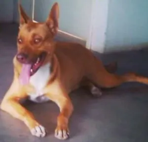 Cachorro raça Mista. Pitibull com Pastor idade 2 a 6 meses nome Kika