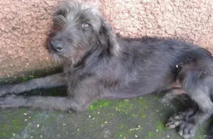 Cachorro raça Sem raça idade 4 anos nome Sem Nome
