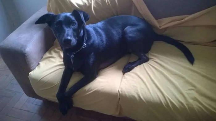 Cachorro ra a SRD idade 5 anos nome Tedy