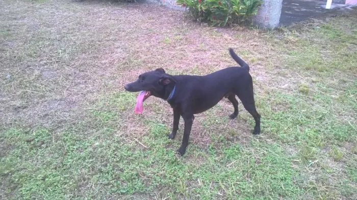 Cachorro ra a SRD idade 5 anos nome Tedy