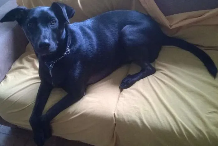 Cachorro ra a SRD idade 5 anos nome Tedy