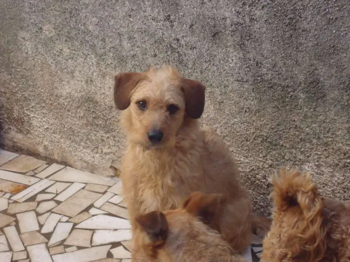 Cachorro ra a viralata idade  nome Pirlo e princesa