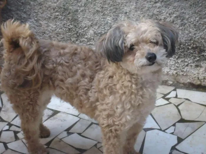 Cachorro ra a viralata idade  nome Pirlo e princesa