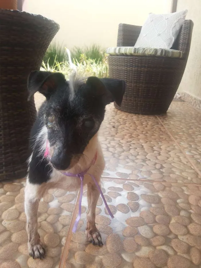 Cachorro ra a SRD idade 6 ou mais anos nome sem nome