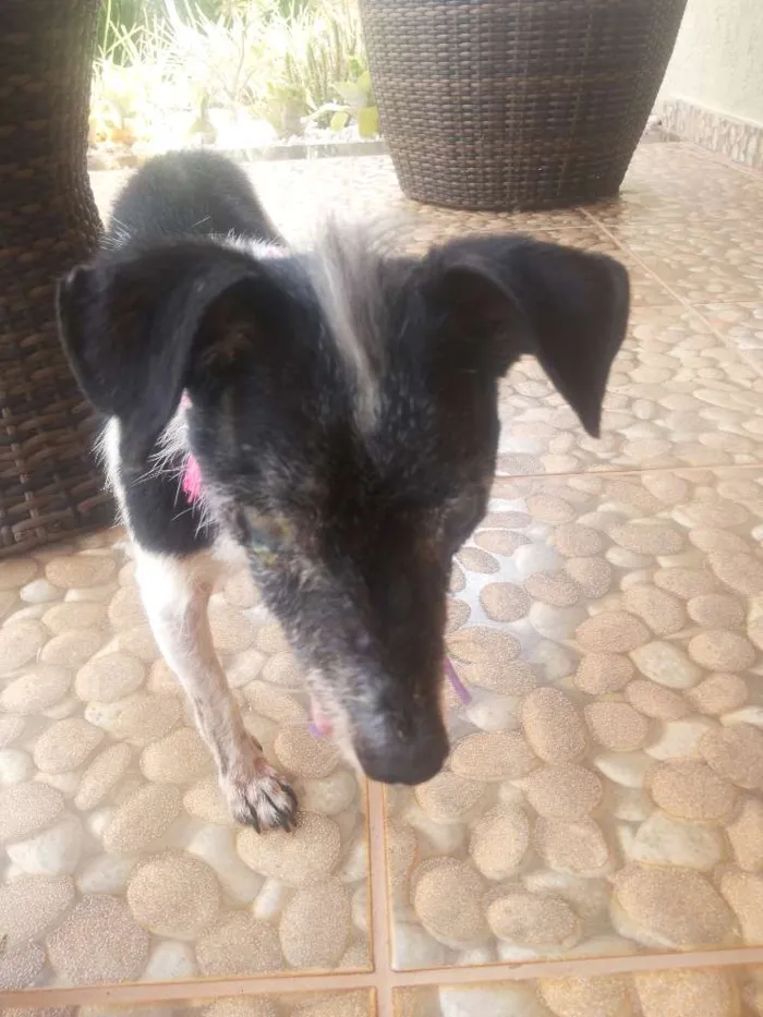 Cachorro ra a SRD idade 6 ou mais anos nome sem nome