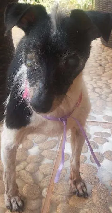 Cachorro ra a SRD idade 6 ou mais anos nome sem nome